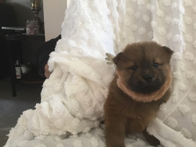 Chow Chow puppy for sale + 59345