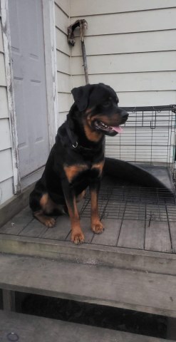 Akc German rottweiler