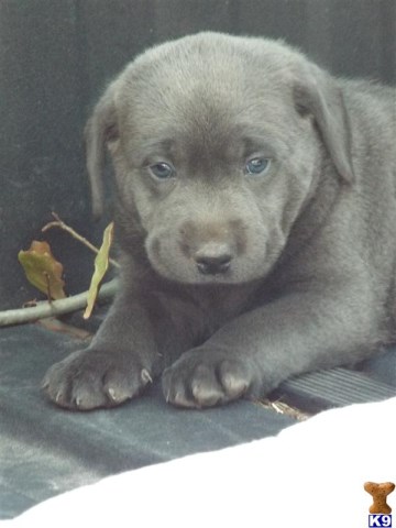 AKC Blockhead Chocolate Male Lab puppy -Our pick of litter