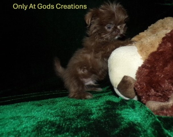 Shih Tzu puppy for sale + 66679