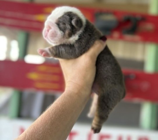 English Bulldog F, Lilac Tri genetic health tested CLEAR