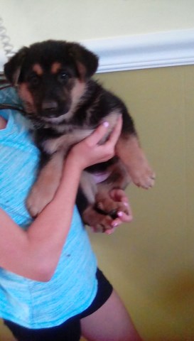 puppies shepherd german akc cherry jersey hill