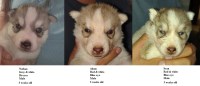 AKC Siberian Husky Champion  lines Siberian Husky for sale/adoption