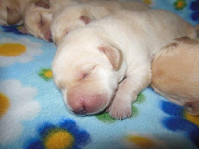 Labrador Retriever puppy for sale + 54758