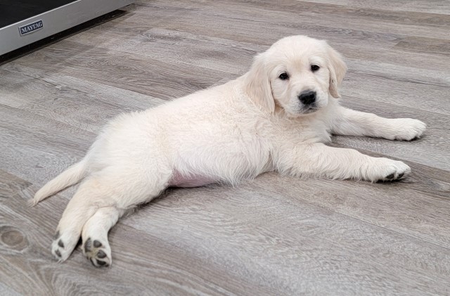 Golden Retriever puppy for sale + 65645