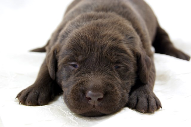 Labrador Retriever puppy for sale + 50380