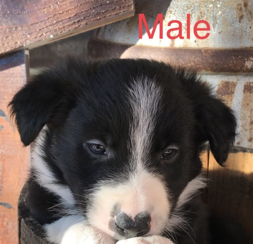 ABCA Border Collie Puppies