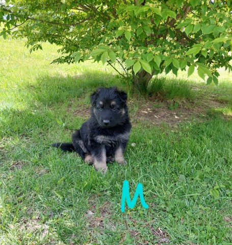 German Shepherd Dog puppy for sale + 67113