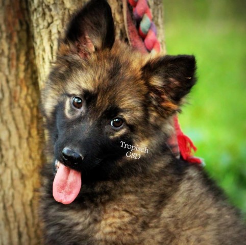 German Shepherd Dog puppy for sale + 60533