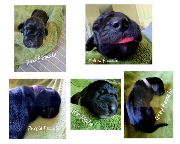 Great Dane puppy for sale + 63401