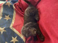 Labradoodles for sale Labradoodle for sale/adoption