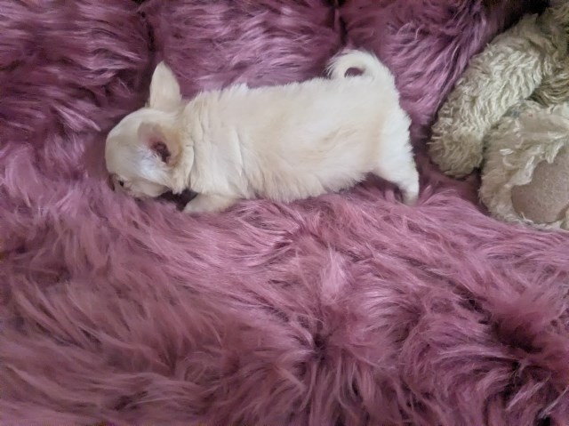 Chihuahua puppy for sale + 67243