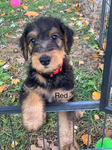 Airedale Puppies