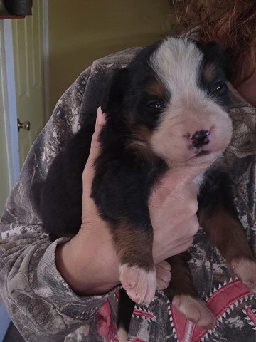 Bernese Mountain