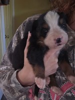 Bernese Mountain Bernese Mountain Dog for sale/adoption