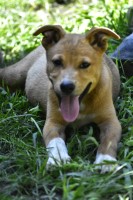 Husky Pitbull Puppy American Pit Bull Terrier for sale/adoption