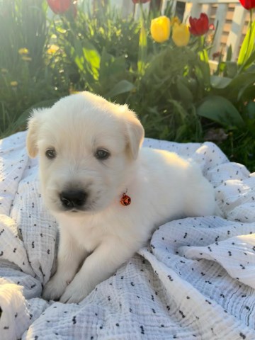 Mo - Golden Retriever/Great Pyrenees Male Puppy