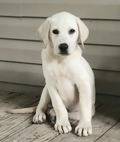 AKC Registered White Lab Puppy!!!
