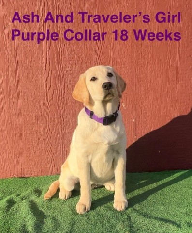 Labrador Retriever puppy for sale + 66086