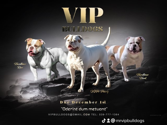 VIP's Pearly x Hardtimes Rico and Hardtimes Hank  dual sire breeding