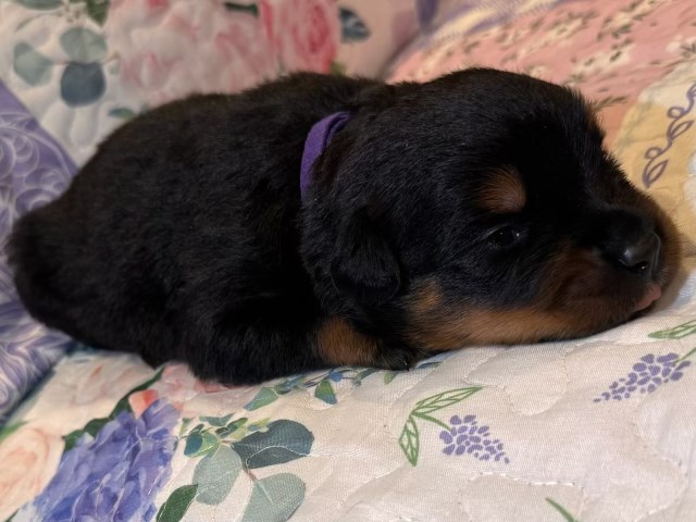 Rottweiler puppy for sale + 66904