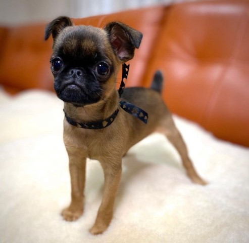 Female Brussels Griffon For Sale