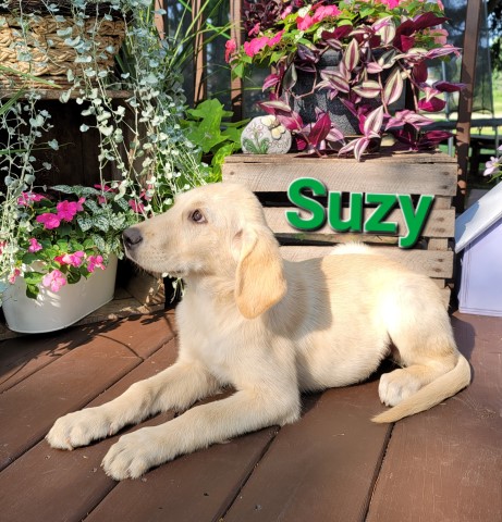 Yellow Lab, Great Pyrenees mix puppies.  231 924 4213