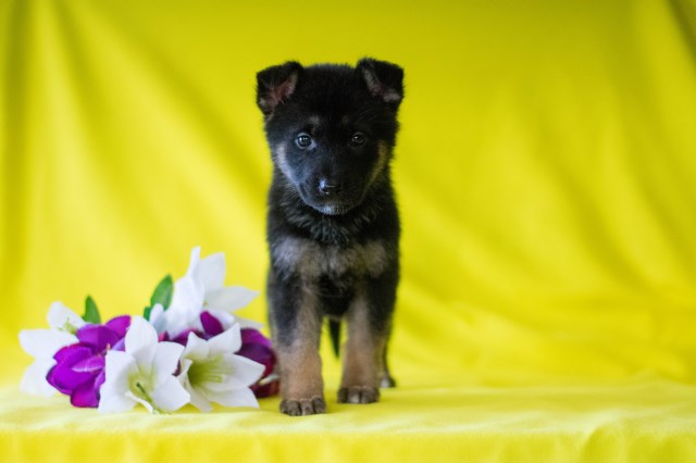 German Shepherd Dog puppy for sale + 52215