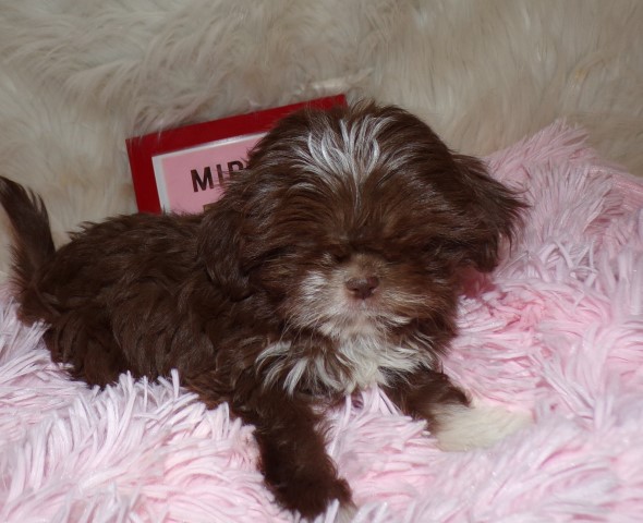 Shih Tzu puppy for sale + 66001