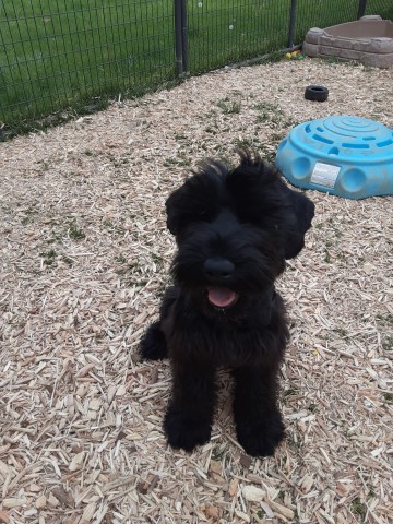 Giant Schnauzer