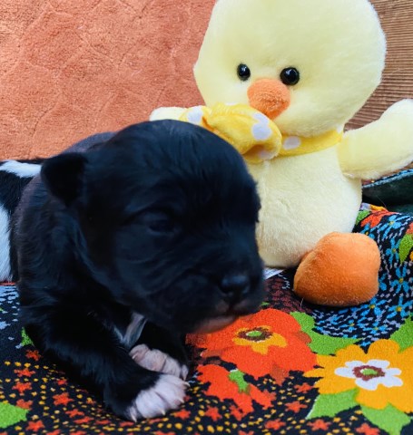 Morkie puppy for sale + 59830
