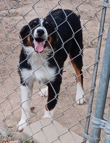 "Trixie" ASDR Black Tri Aussie Female
