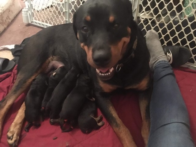 Rottweiler puppy for sale + 53462