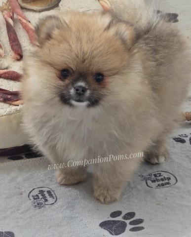 Ginger - Clear genetics & Champion Lines - See Videos