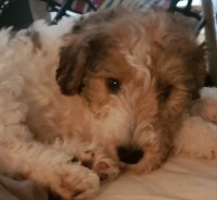 Wire Fox Terrier thumbnail