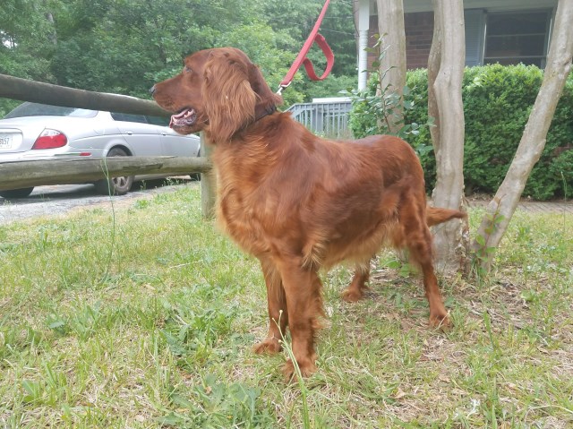 Irish Setter puppy dog for sale in Monroe, Georgia