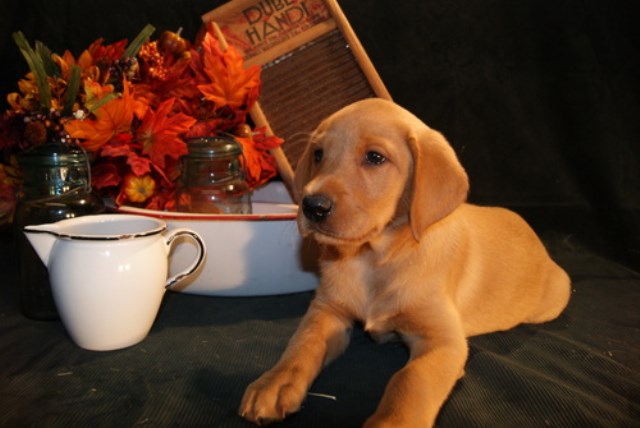 Labrador Retriever puppy for sale + 47479