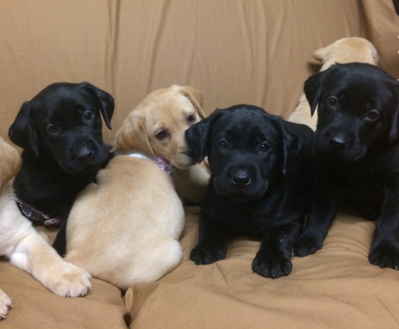 AKC Labrador Retriever Puppies