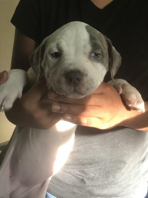 American Pit Bull Terrier puppy for sale + 53101