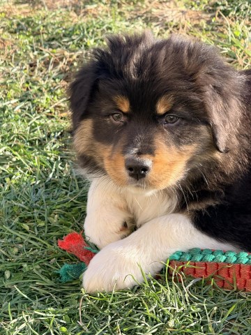 Australian Shepherd Dog puppy for sale + 64789