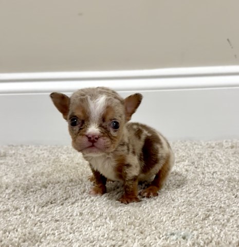 English Bulldog puppy for sale + 66965