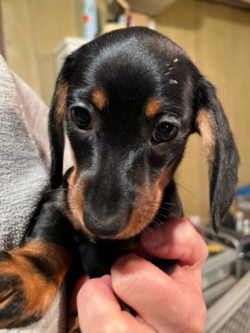 Miniature daschund