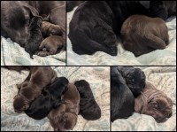 English Chocolate Labs & Black Lab Females Imported Champion Lines Health Tested Labrador Retriever for sale/adoption