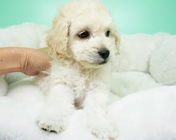 Maltipoo puppy for sale + 54196