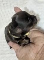 Chocolate Apple Head LC Chihuahuas Chihuahua for sale/adoption