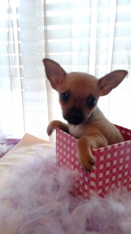 Chihuahua puppy for sale + 49035