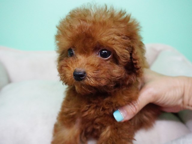 French Poodle Puppy – Female- Aria ($2,399)