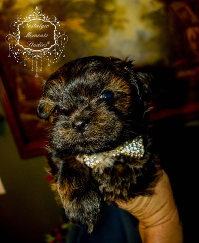 'ROMEO' is a beautiful designer Malchi (Maltese and Shih Tzu) male.
