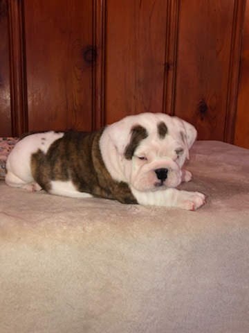 AKC Male English Bulldog