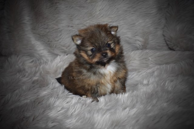 Tiny Toy Red Sable Female Pomeranian (Macy)